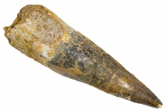 Fossil Spinosaurus Tooth - Real Dinosaur Tooth #305736